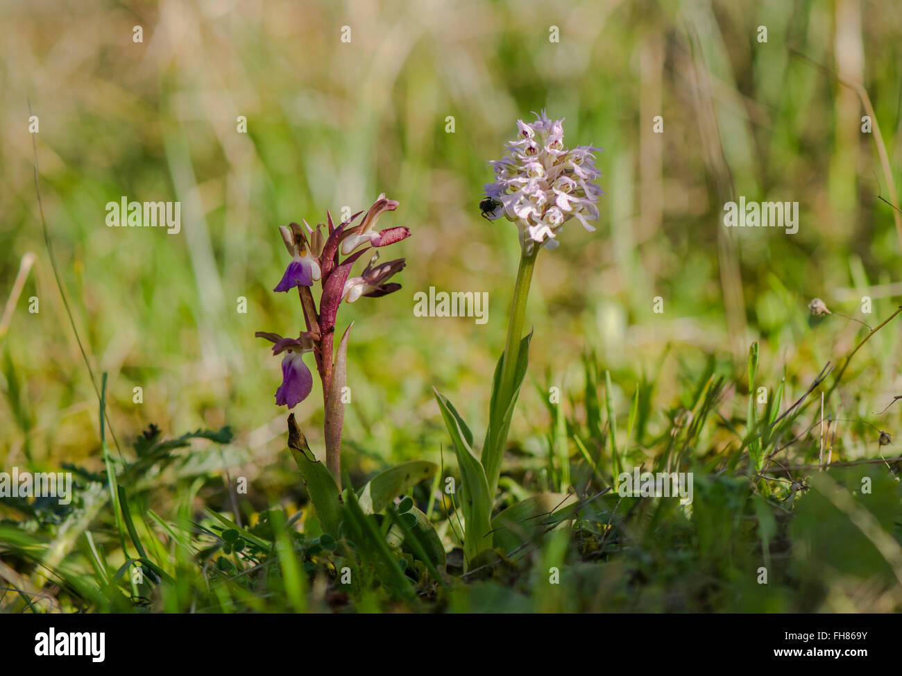 Fan-lipped Orchid, Orchis saccata and Conical orchid, Orchis conica, wild orchid in Andalusia, Southern Spain. Stock Photo