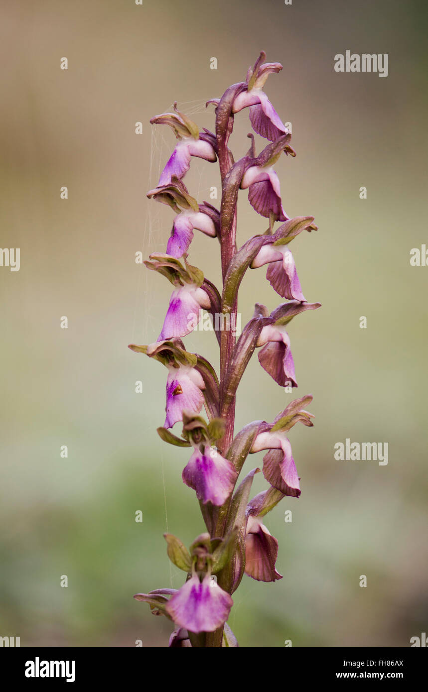 Fan-lipped Orchid, Orchis saccata also known as Orchis collina, wild orchid in Andalusia, Southern Spain. Stock Photo