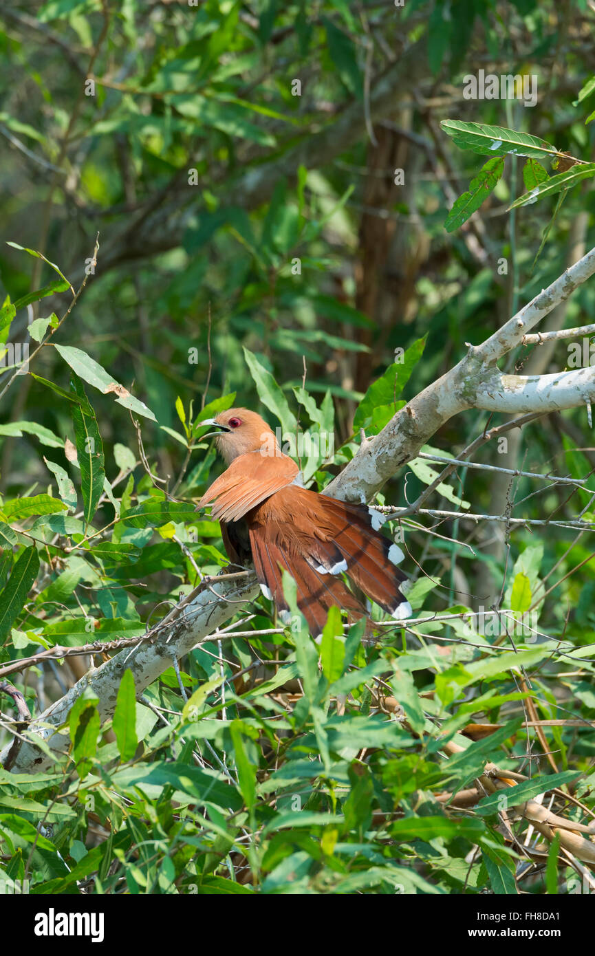 Guira Cuckoo (Guira guira), Pantanal, Mato Grosso, Brazil Stock Photo