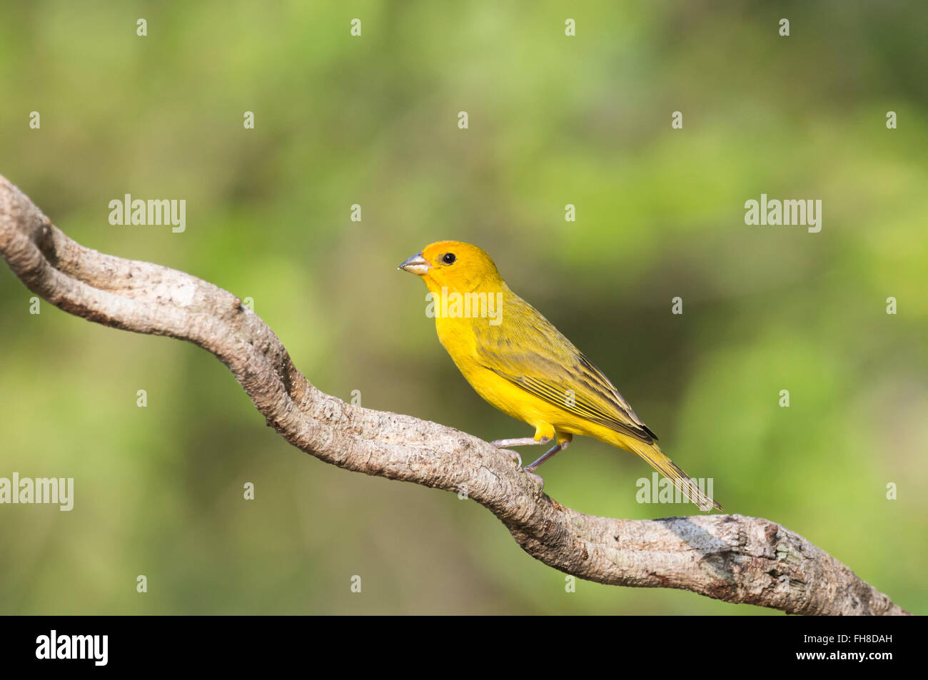 Saffron Finch (Sicalis flaveola) on a branch, Pantanal, Mato Grosso, Brazil Stock Photo