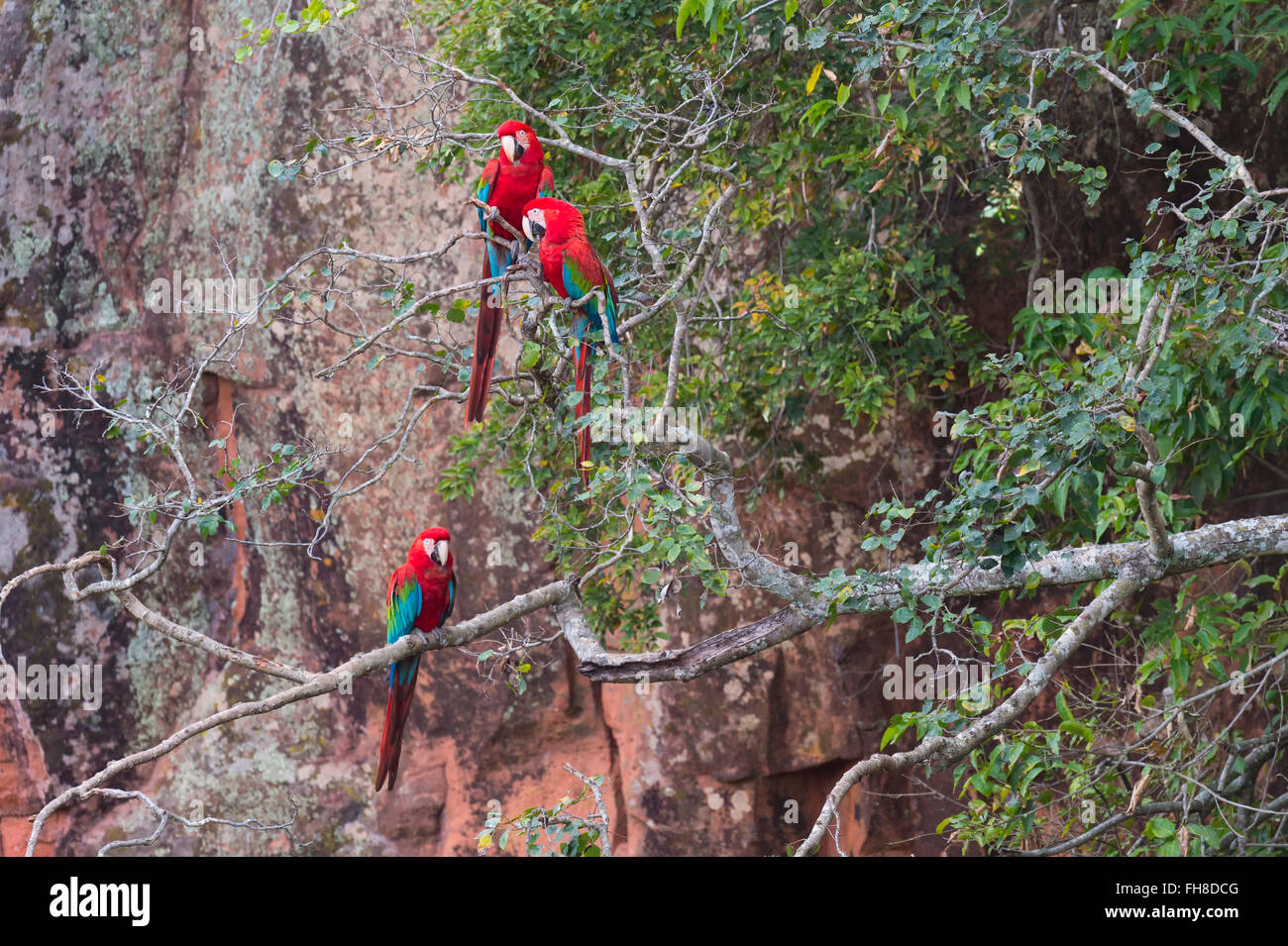 Red-and-green Macaws (Ara chloropterus), Buraco das Araras, Mato Grosso do Sul, Brazil Stock Photo