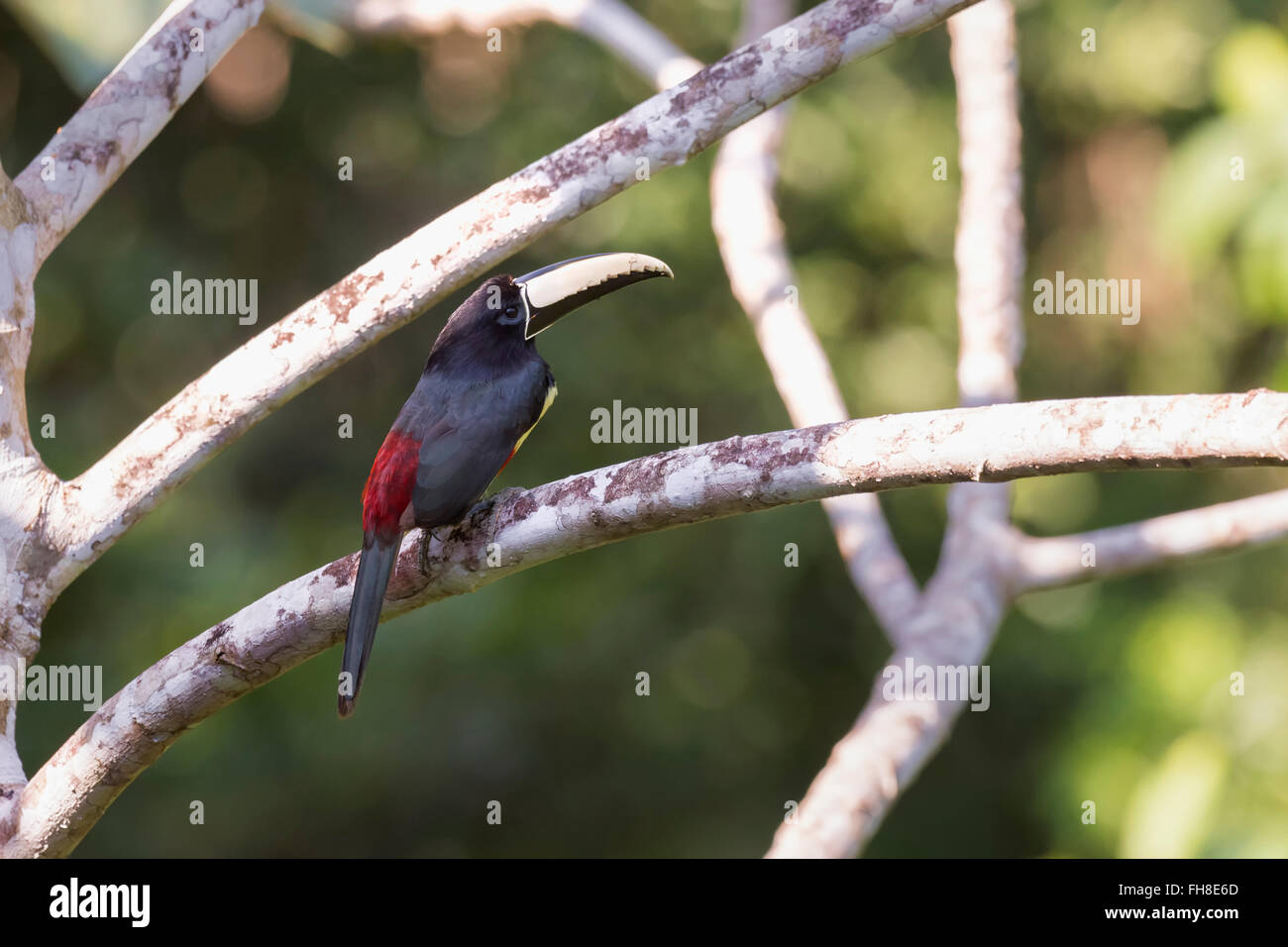 Black-necked Aracari (Pteroglossus aracari), Amazon, Brazil Stock Photo ...