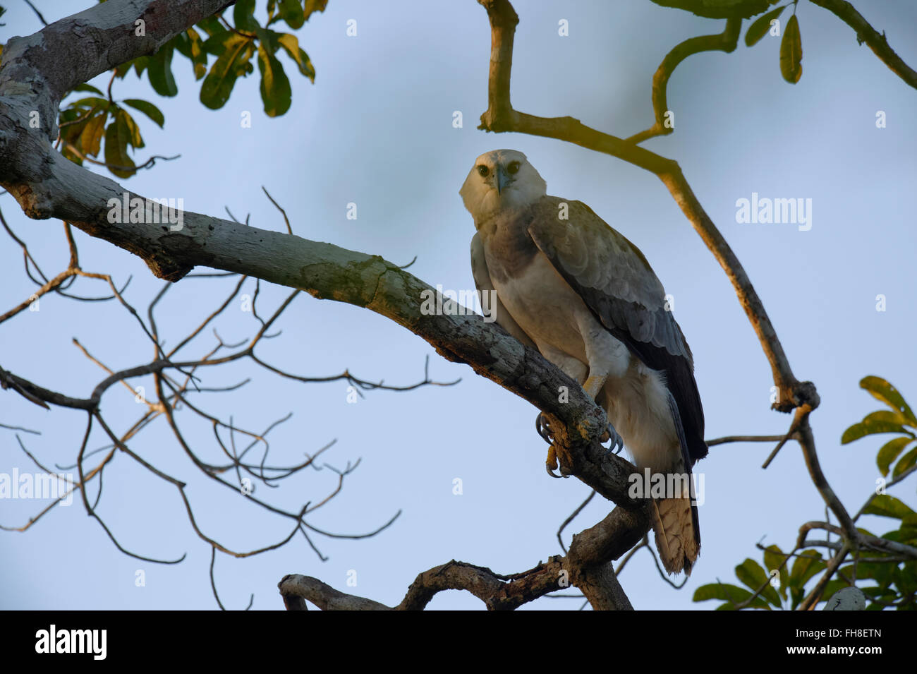 Immature Harpy Eagle (Harpia harpyia) aged 15 months, Amazon, Brazil Stock Photo