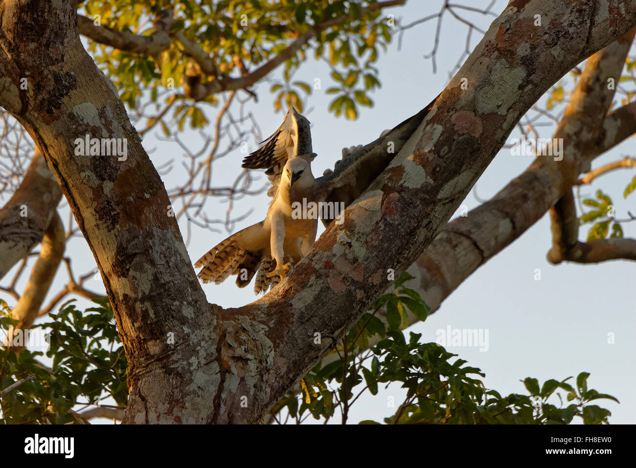 Immature Harpy Eagle (Harpia harpyia) aged 15 months, Amazon, Brazil Stock Photo