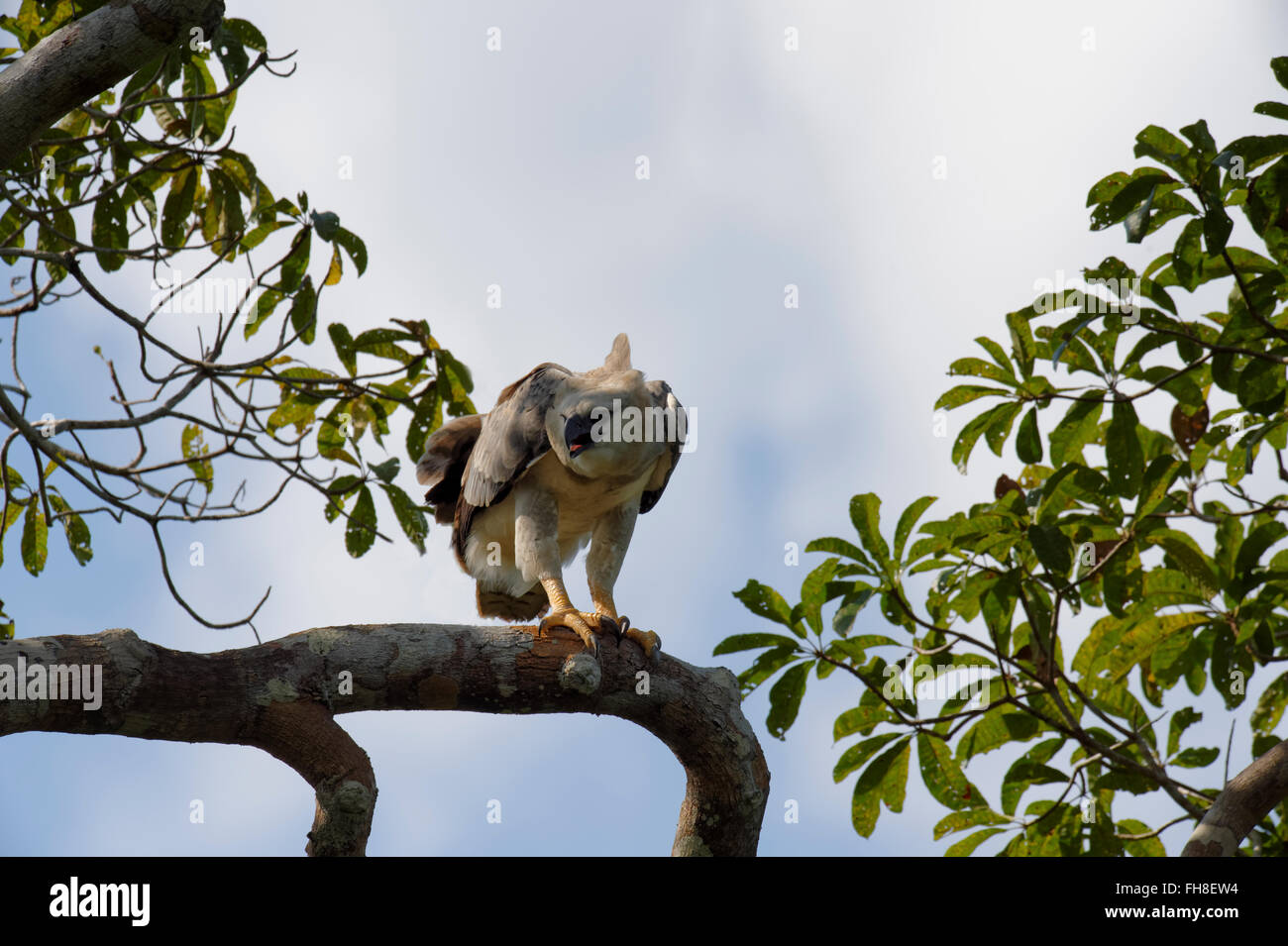 Immature Harpy Eagle (Harpia harpyia) aged 15 months, Amazon, Brazil Stock Photo