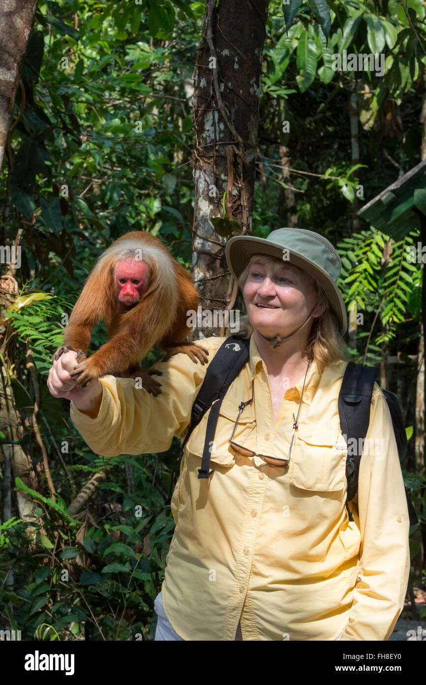 Red bald-headed Uakari monkey also known as British Monkey (Cacajao calvus rubicundus) on the arm of a visitor, Brazil Stock Photo