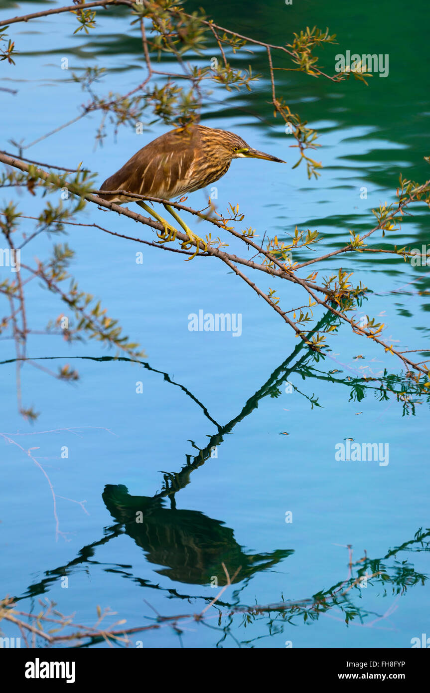Squacco heron (Ardeola ralloides), Jiuzhaigou National Park, Sichuan Province, China Stock Photo