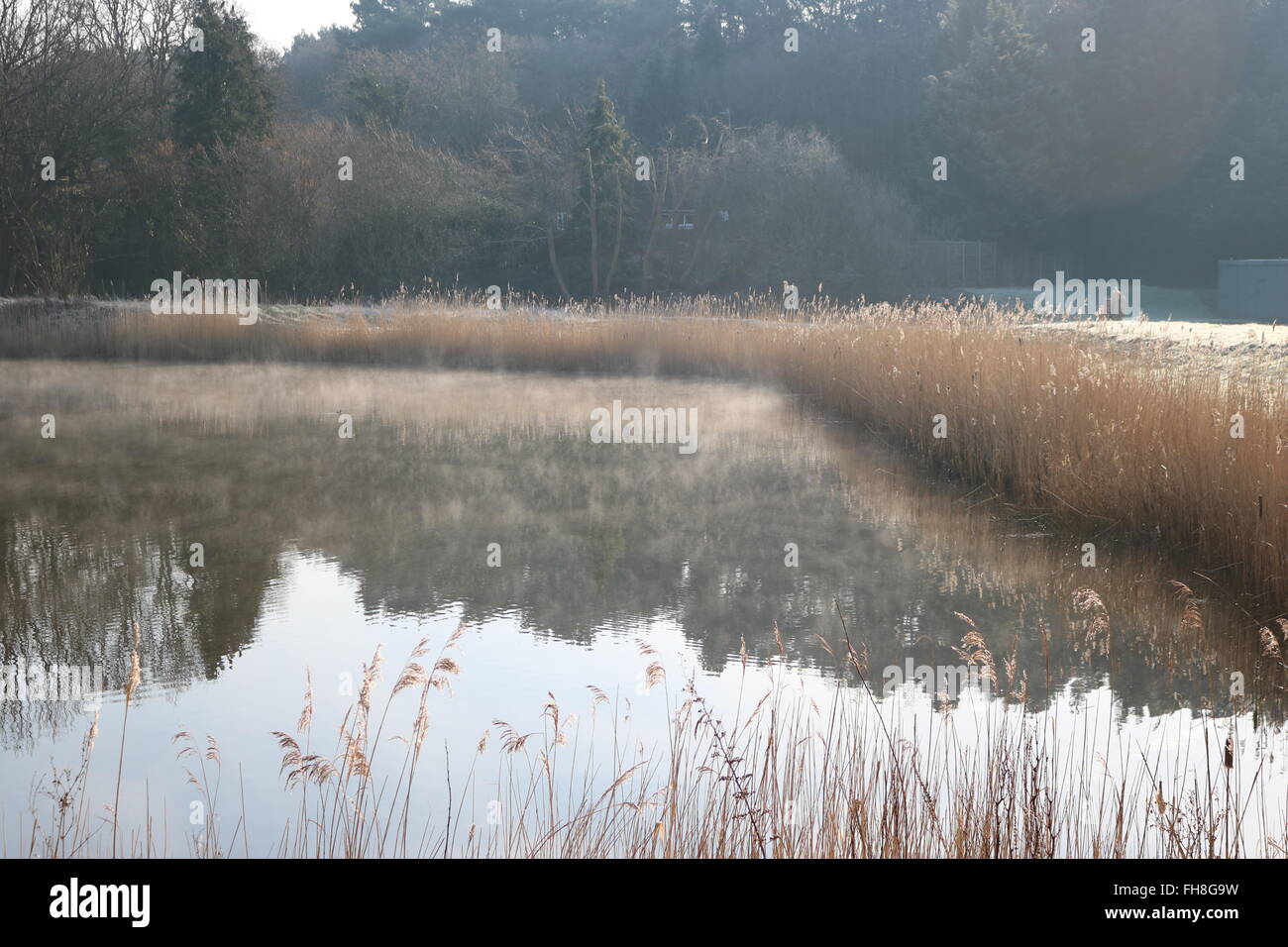 Steam rises off the lake at Horsell Common Wetlands near Woking, Surrey