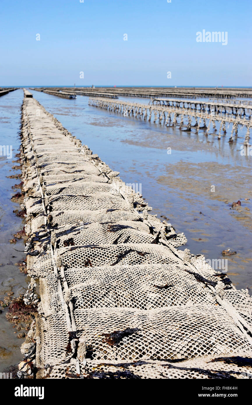 Oyster bed in Cancale, Parc SaintKerber, France Stock Photo Alamy