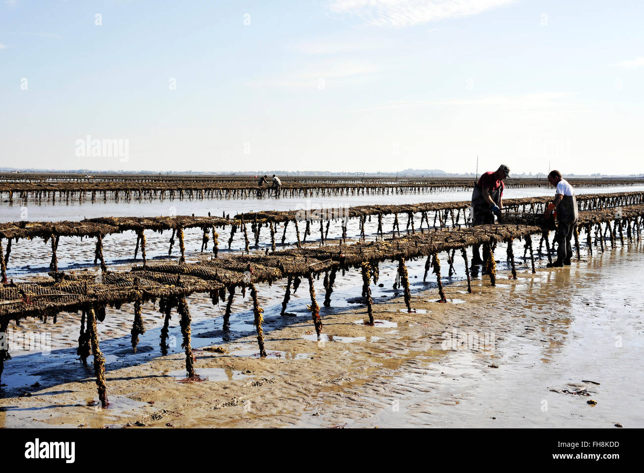 Oyster bed in Cancale, Parc SaintKerber, France Stock Photo Alamy