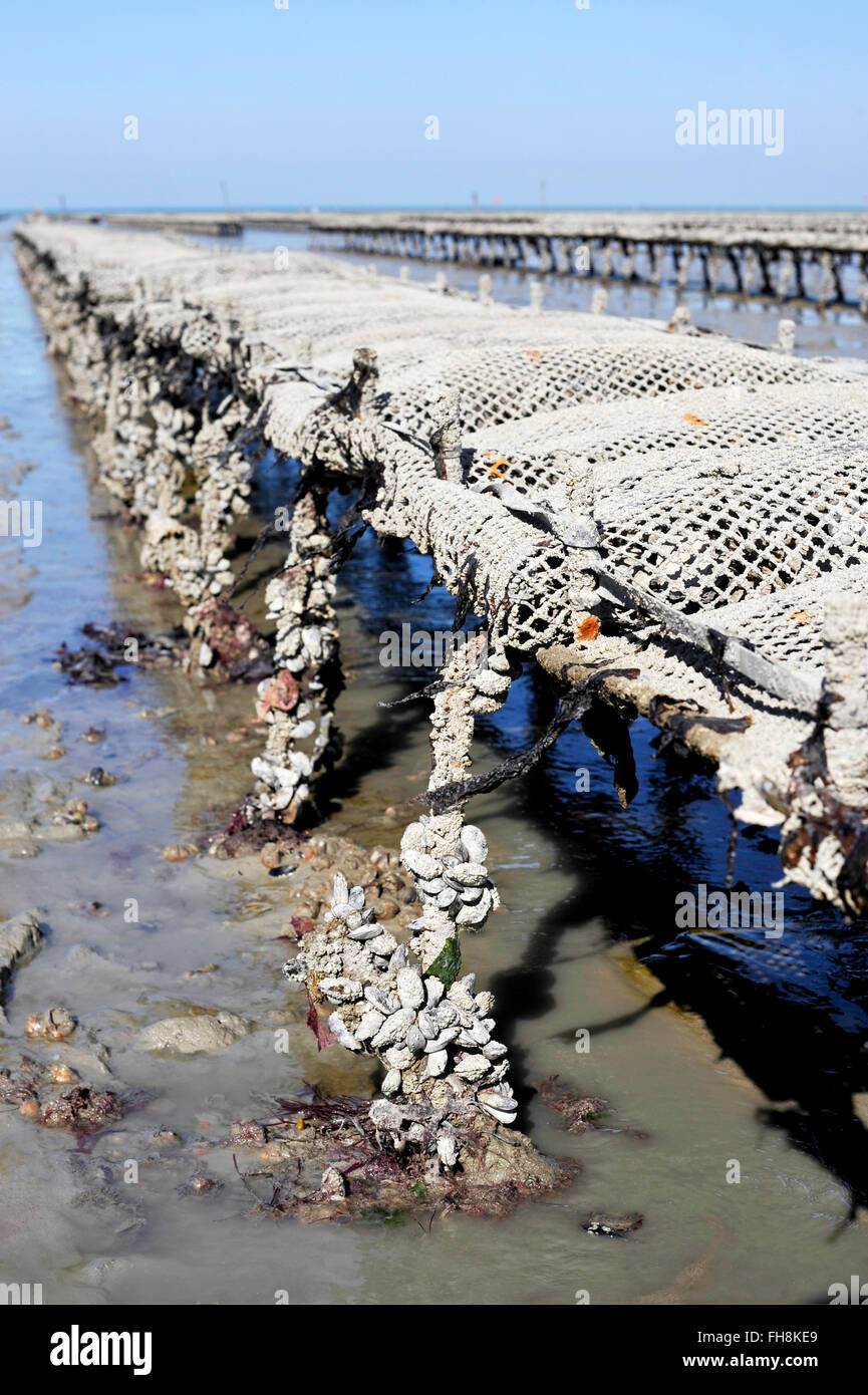 Cancale oyster beds hires stock photography and images Alamy