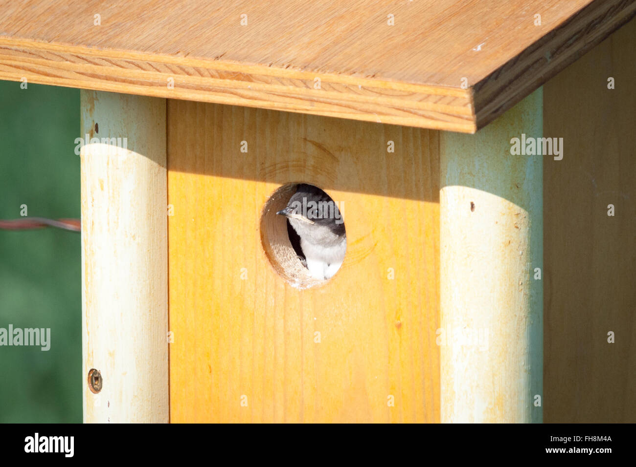 A cute tree swallow (Tachycineta bicolor) nestling peeks out of a nestbox hole at Beaverhill Lake, Alberta, Canada. Stock Photo