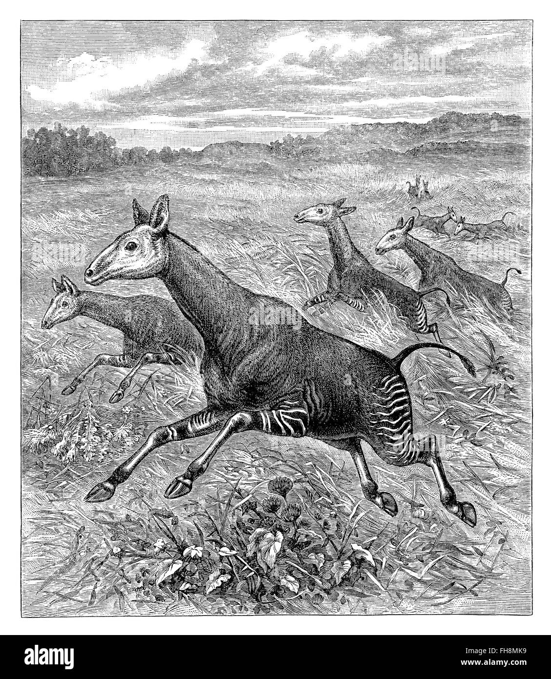 Black and white engraving of okapi (okapia johnstoni) in Africa. Stock Photo