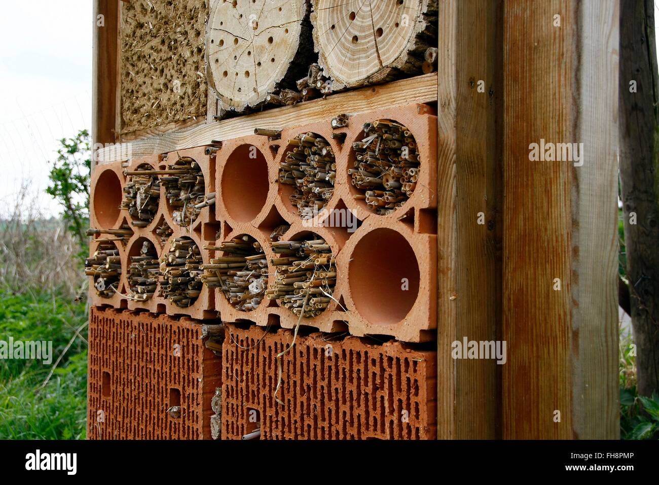 Rote sandbiene hi-res stock photography and images - Alamy