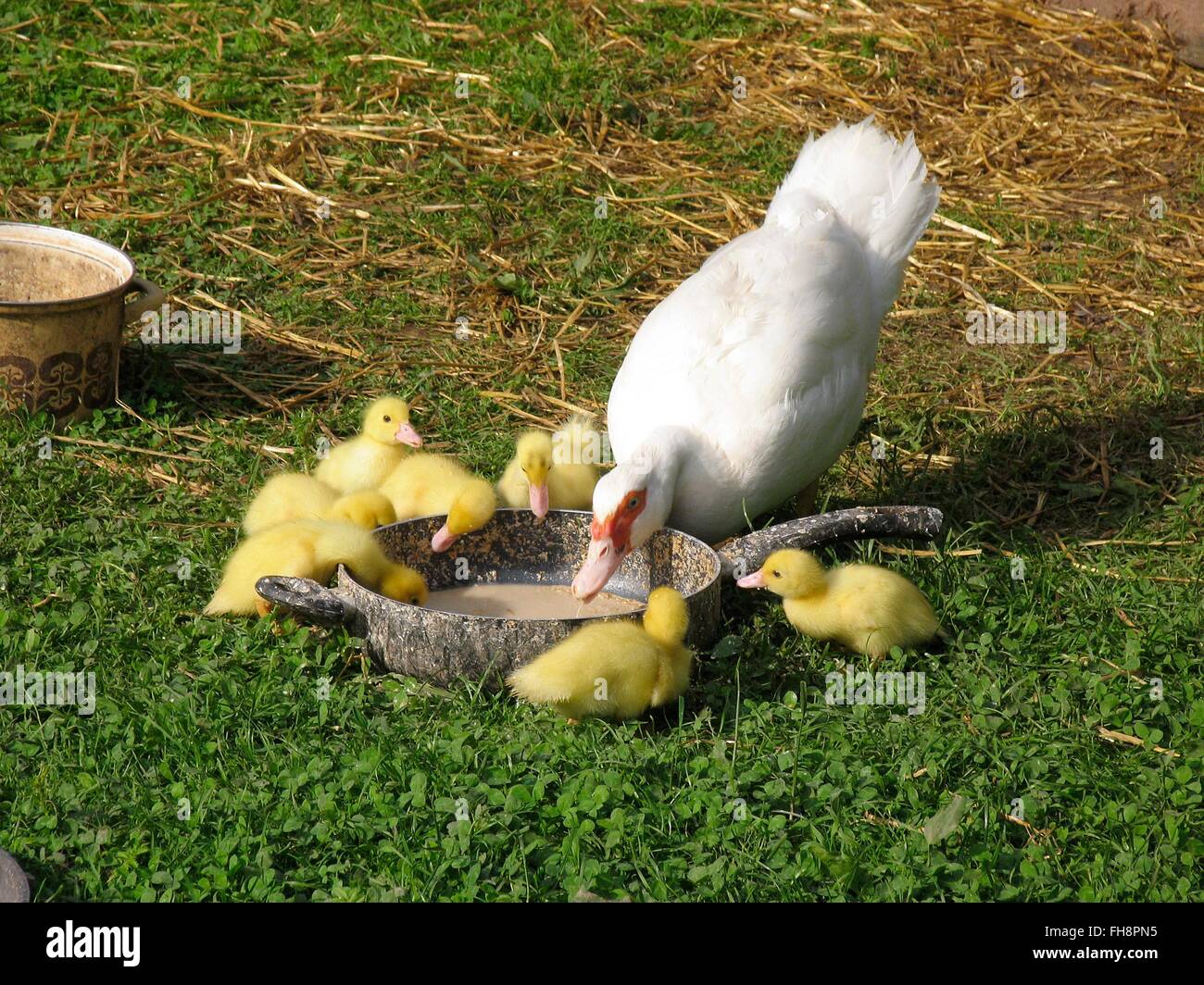 A mother duck with her ducklings. Warts ducks have a particularly fine and lean meat. They can fly well if they are not restrained. Michelsrombach, Hesse, Germany, Europe Date: June 23, 2012 Stock Photo