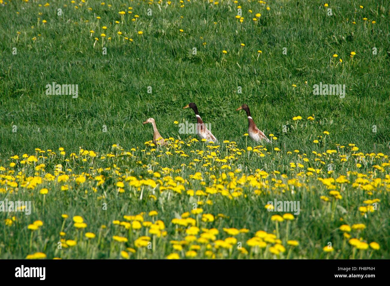 The Indian Runner Duck is also called bottles duck. It is a derivation of the ducks breed of Mallard (Anas platyrhynchos). Neidhartshausen, Rhoen, Thuringia, Germany, Europa Photo: May 1, 2012 Stock Photo