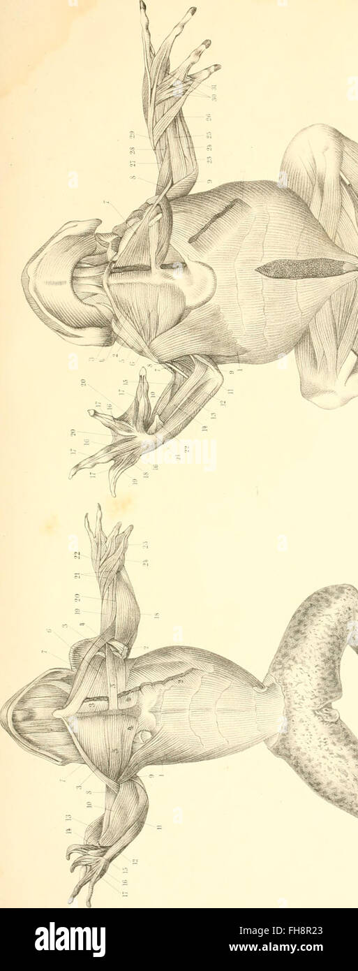Die Muskeln der vorderen extremitC3A4ten der Reptilien und VC3B6gel - mit besonderer RC3BCcksicht auf die analogen und homologen Muskeln bei den SC3A4ugethieren und dem Menschen (1868) Stock Photo