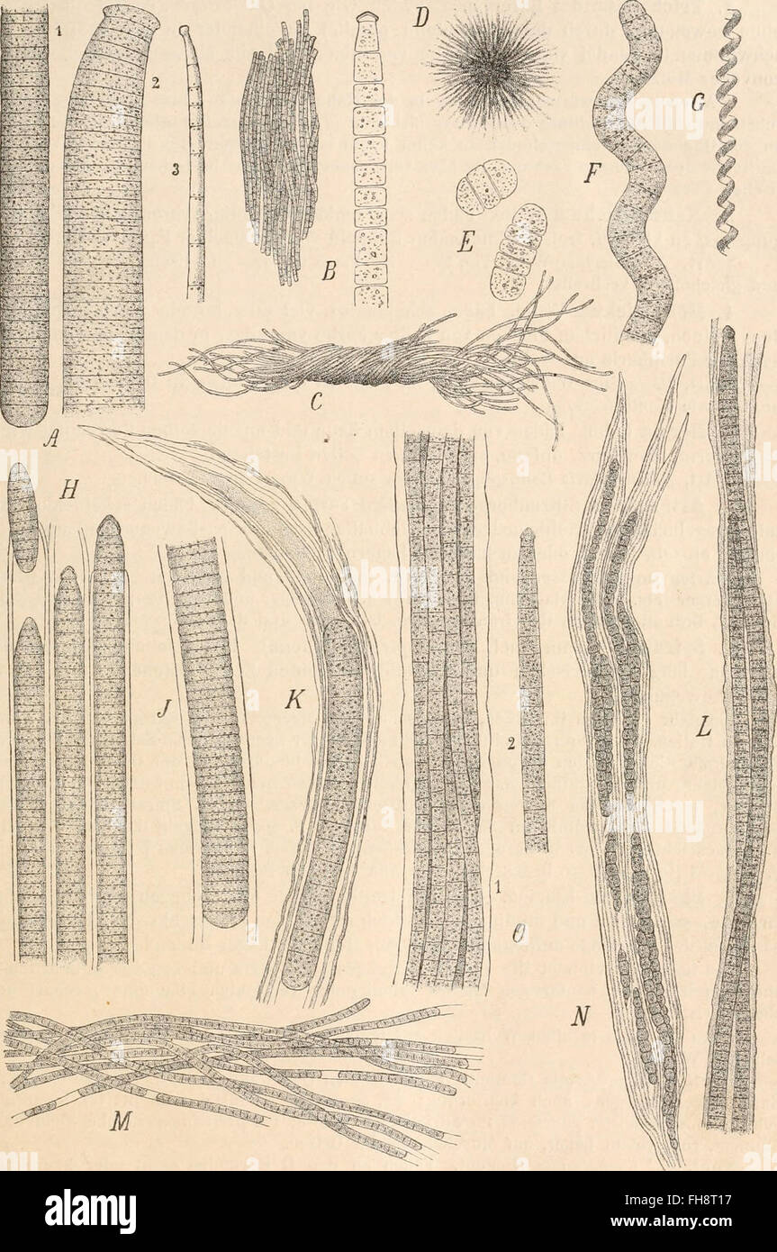 Lens Genus Natural Plant Families, with their Genera and Important Species ...