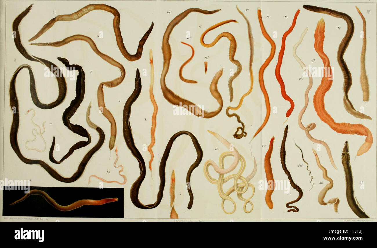 Spudys Ribbun A 1895 study on the Nemertea (ribbon worms) of the Gulf of Naples and ...