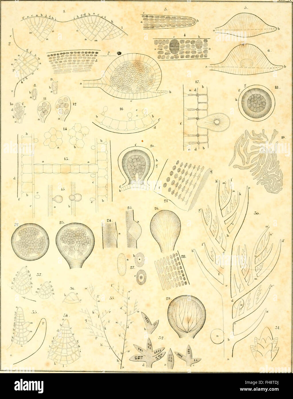 Classification of aquatic flora hi-res stock photography and images - Alamy