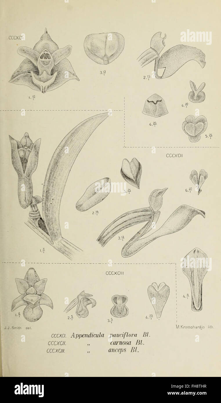 Die Orchideen von Java, a 1905 botanical work documenting and ...