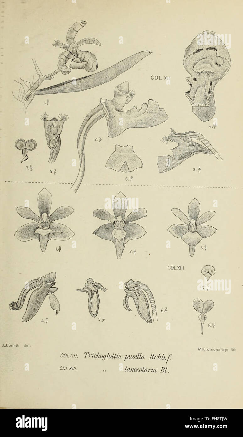 Die orchideen von Java (1905) - A comprehensive study on the orchids of ...