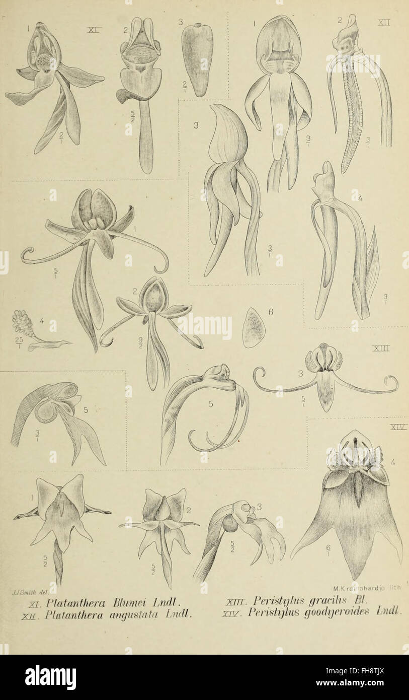 Significance in orchid taxonomy hi-res stock photography and images - Alamy