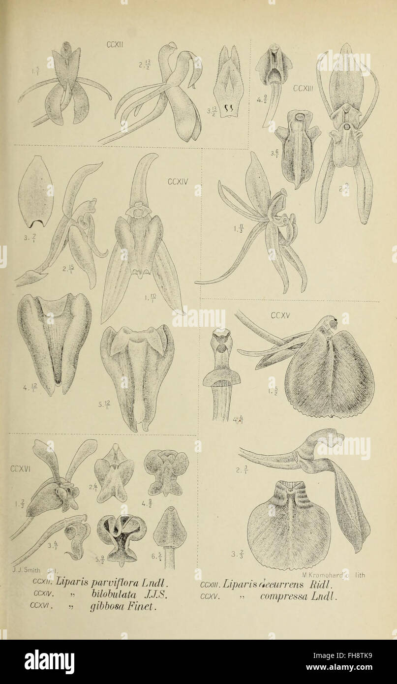 A 1905 work detailing the orchids of Java, focusing on the various ...