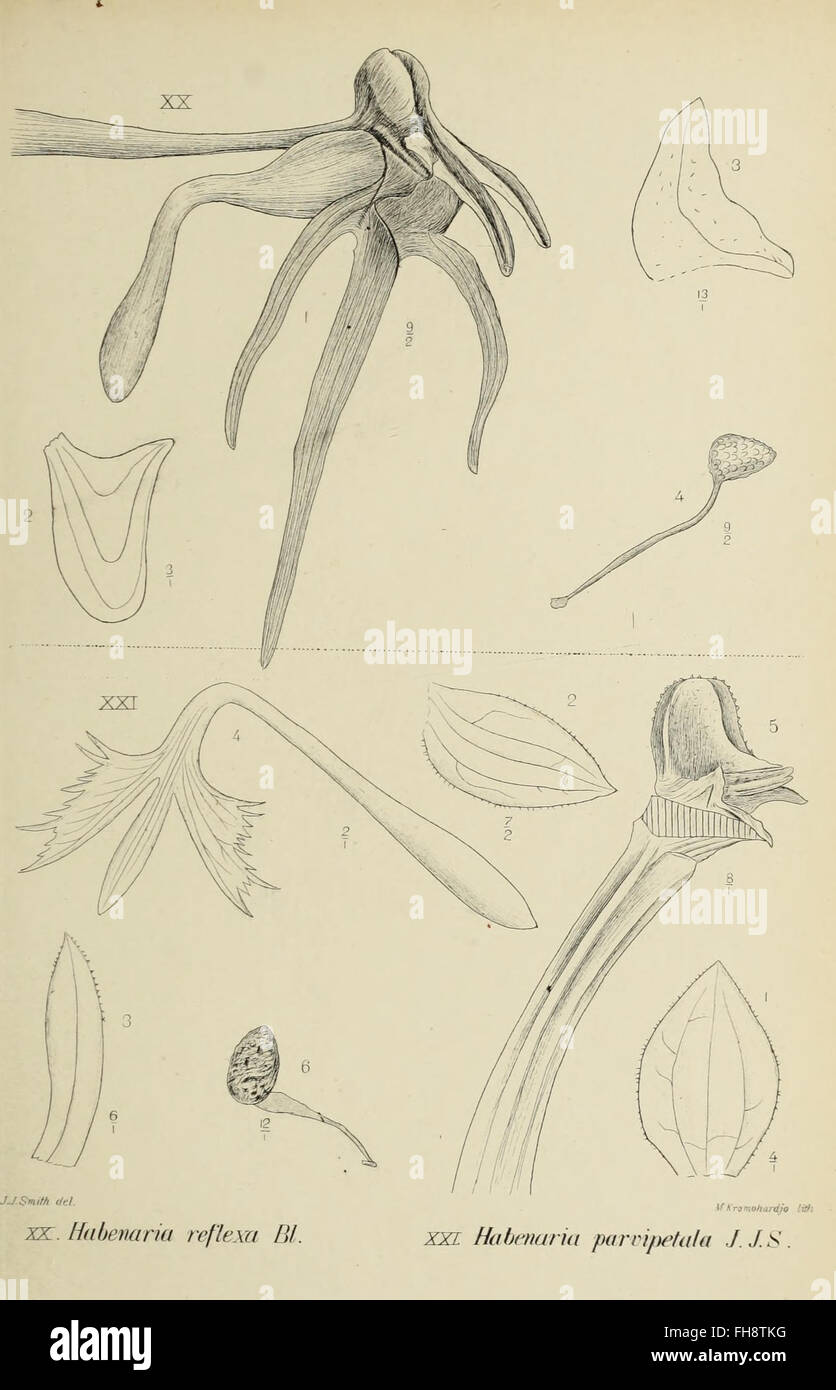 A botanical work from 1905 documenting the orchids of Java, detailing ...