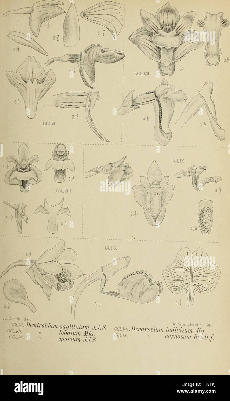 A 1905 botanical work focused on the orchids of Java, detailing their ...