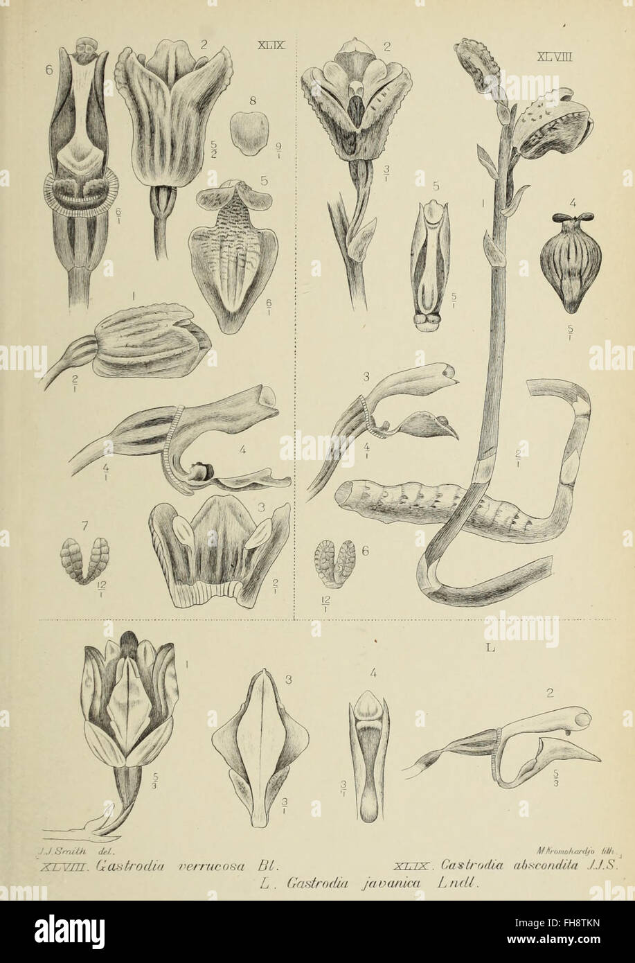 Die Orchideen von Java (1905 Stock Photo - Alamy