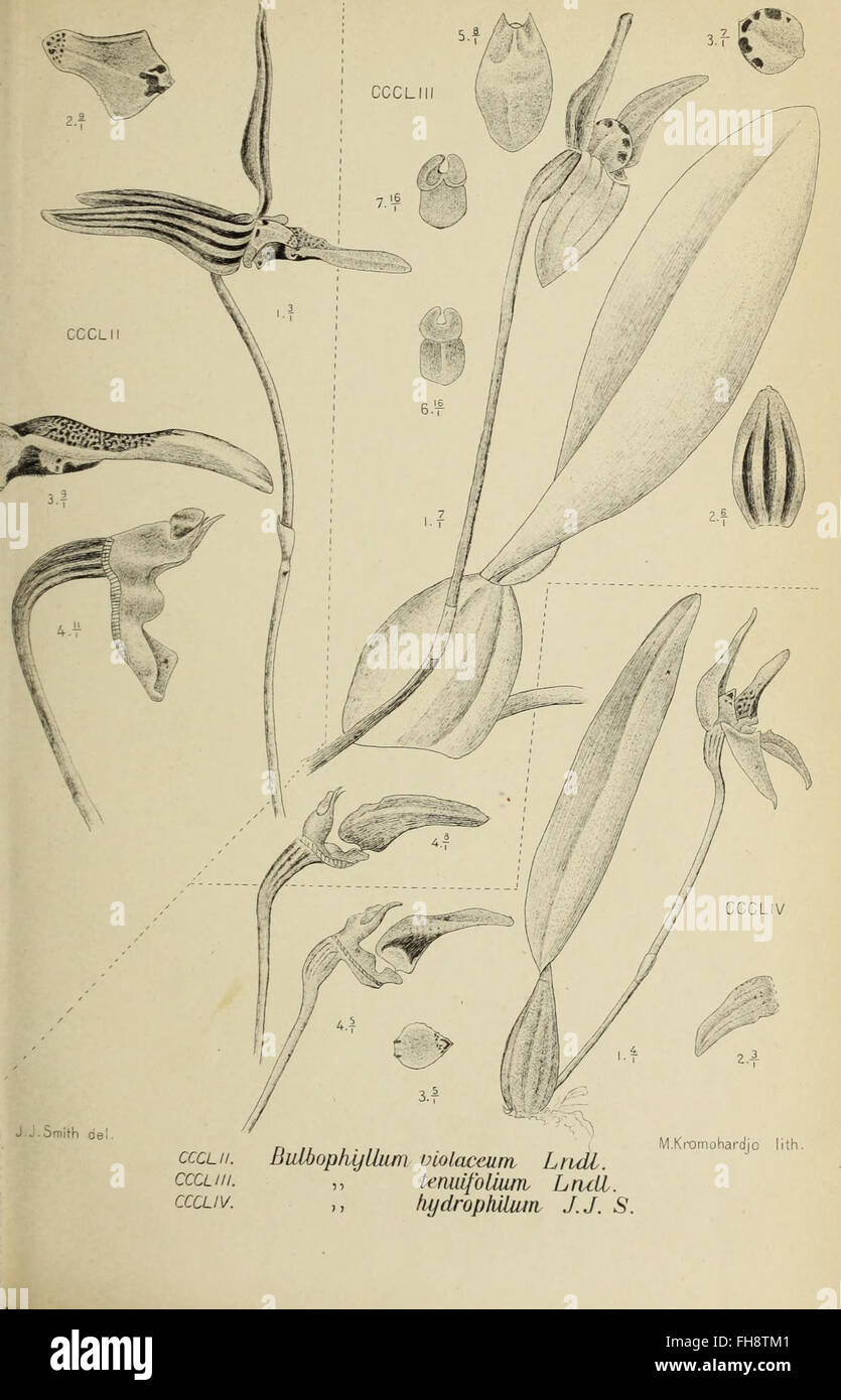 A botanical study from 1905 focusing on the orchids of Java, detailing ...