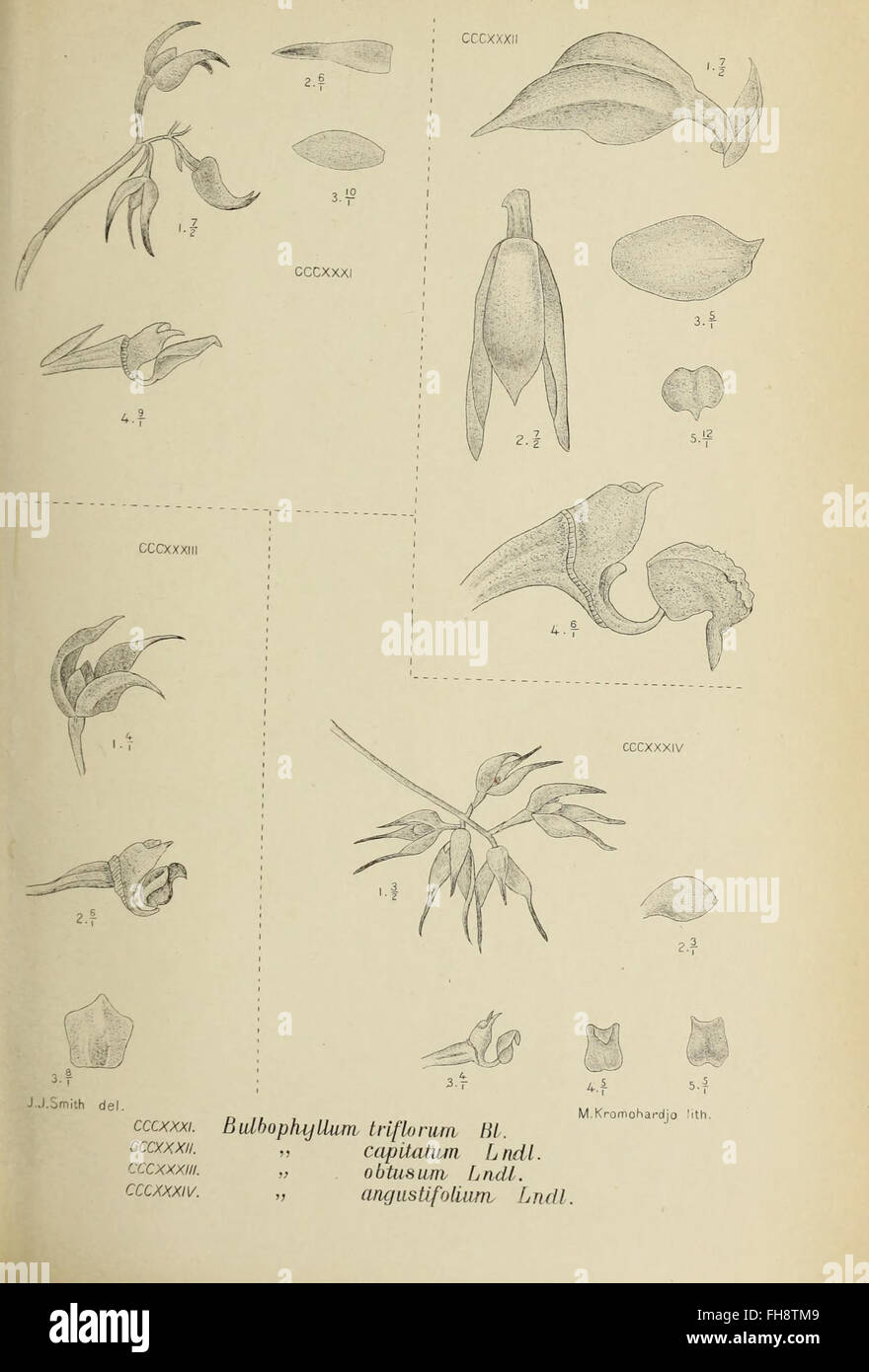 Die Orchideen von Java, orchids, 20th-century botany, tropical plants ...