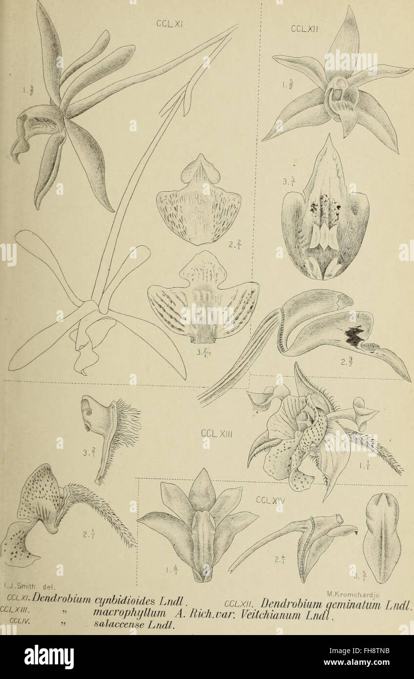 A 1905 work documenting the orchids of Java, detailing various species ...