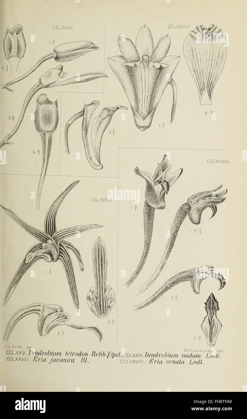 Die orchideen von Java (1905 Stock Photo - Alamy