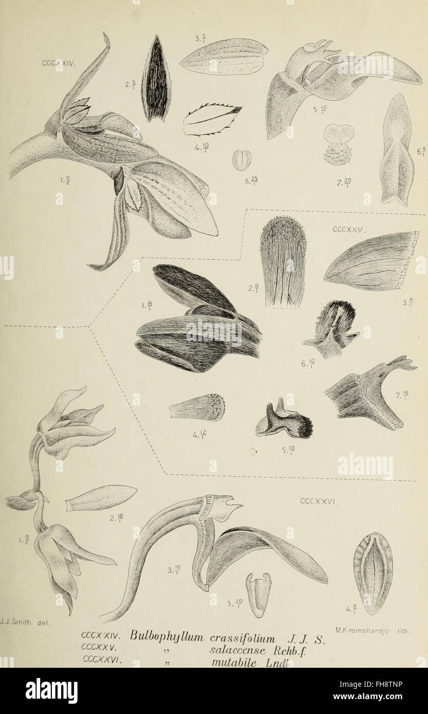 Die Orchideen von Java, 1905, Javanese orchids, orchid species ...