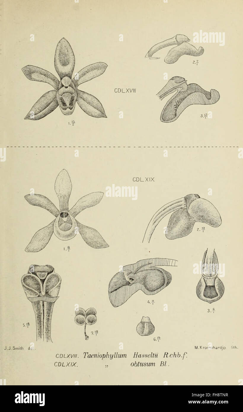 Die Orchideen von Java (1905) is a comprehensive study of the orchids ...