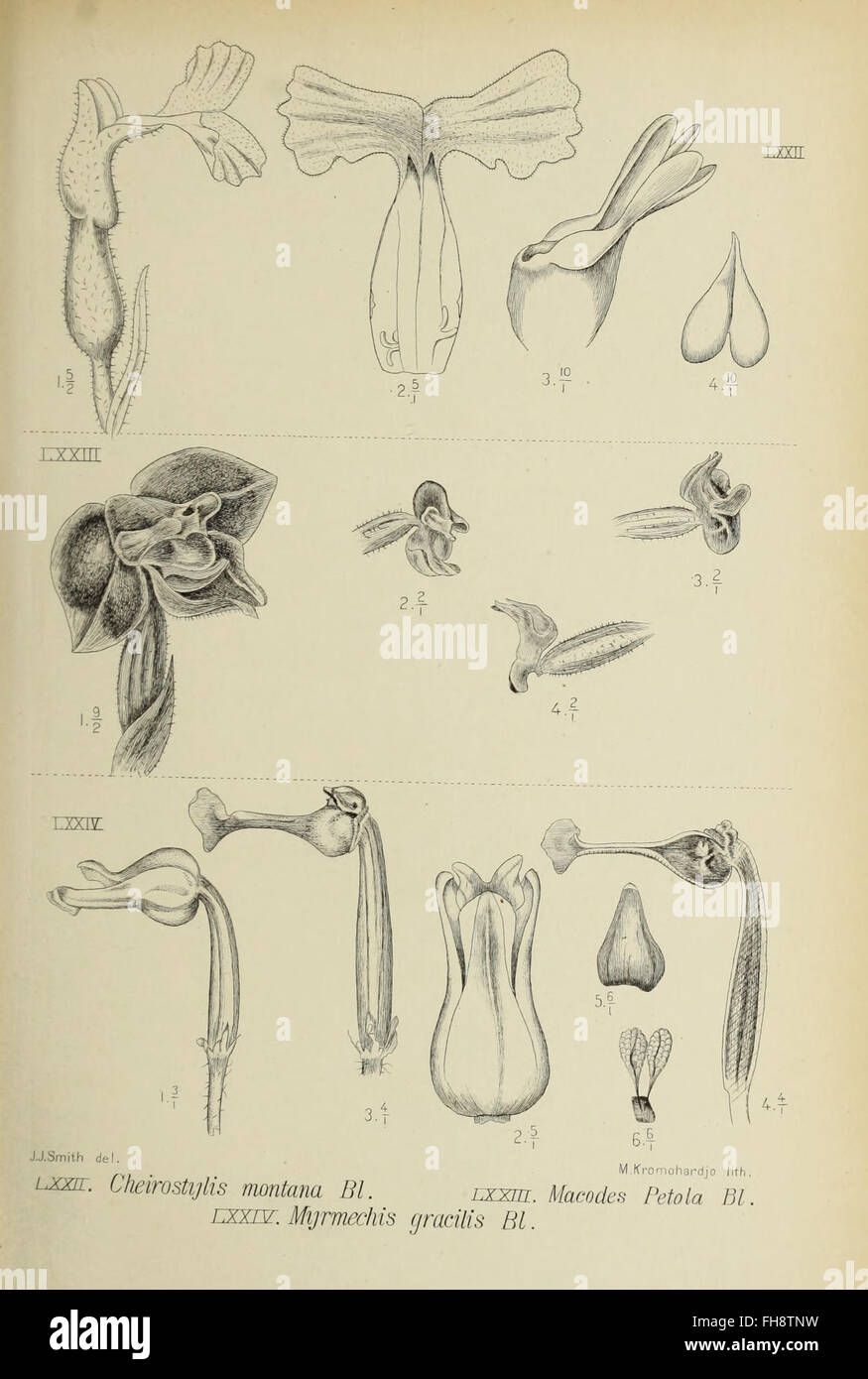 Die Orchideen von Java (1905) - A study on the orchids of Java from ...