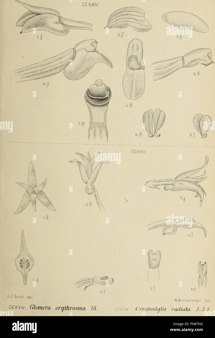 A 1905 botanical work documenting the orchid species of Java ...