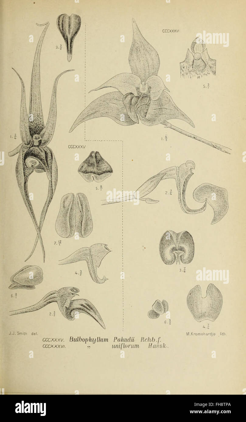 Die Orchideen von Java, a 1905 work documenting the orchid species ...