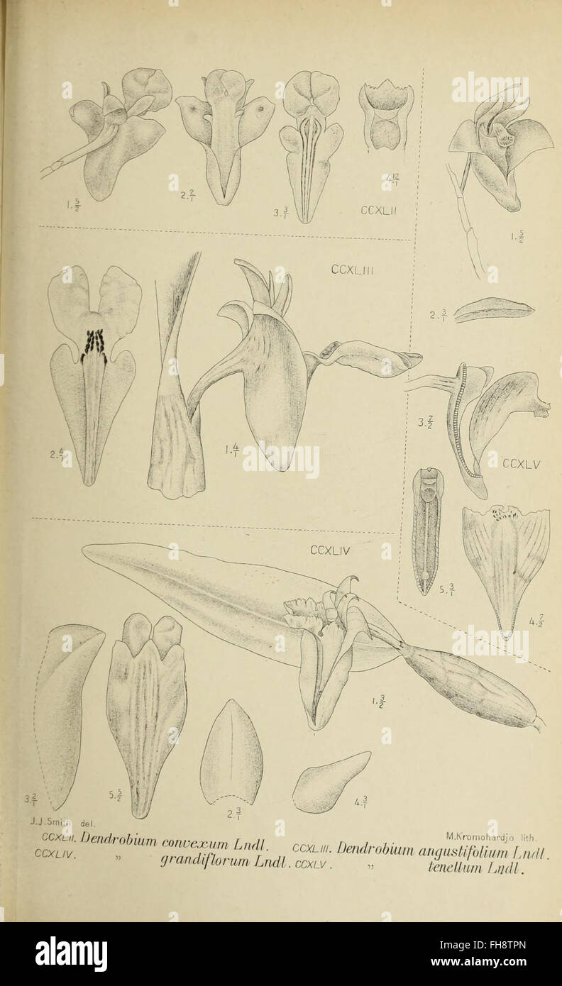 A 1905 botanical work on the orchids of Java, providing illustrations ...