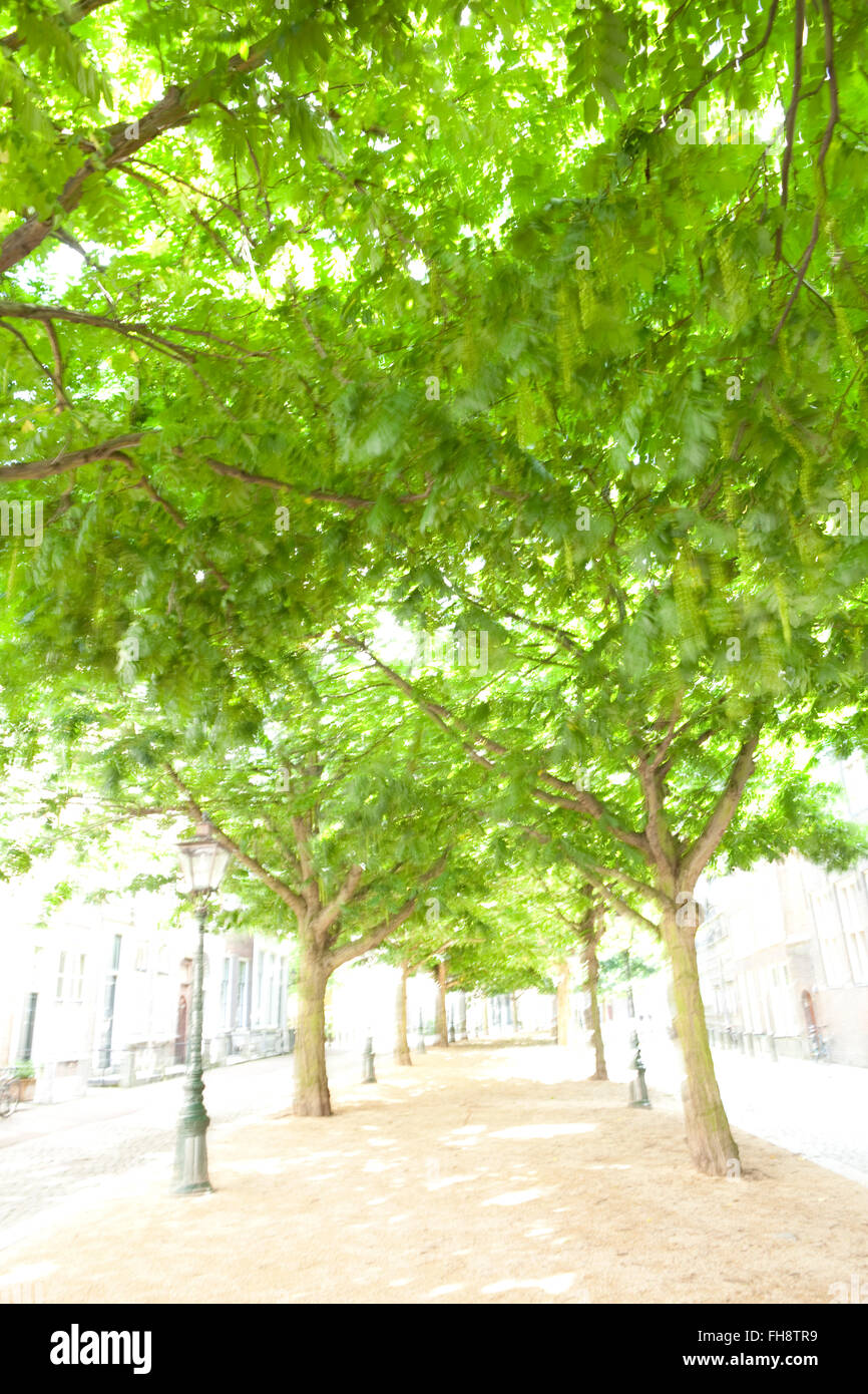 Avenue with trees in the old city of Leiden Netherlands Blurry and overexposed on purpose Stock Photo