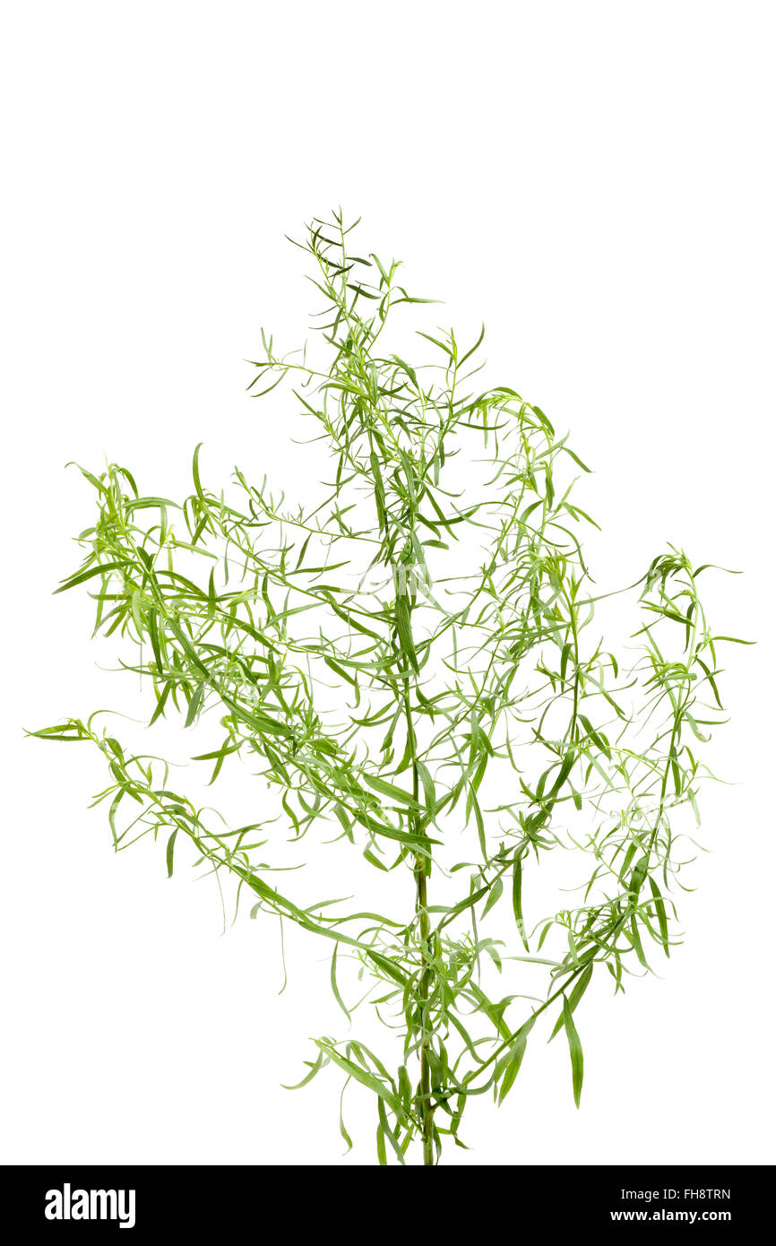 Fresh Tarragon twig and leaves on white background Stock Photo