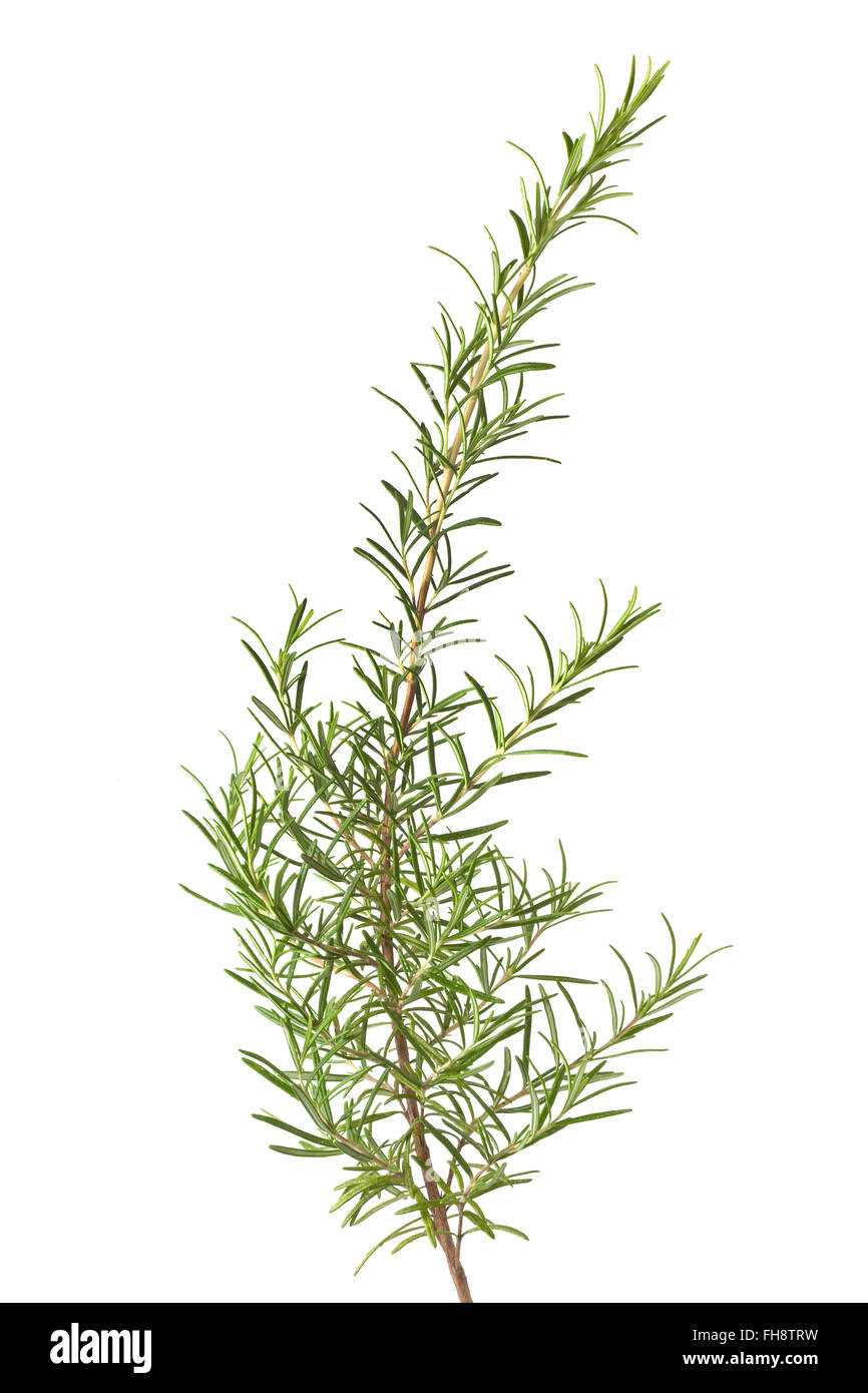 Twig of fresh rosemary on white background Stock Photo