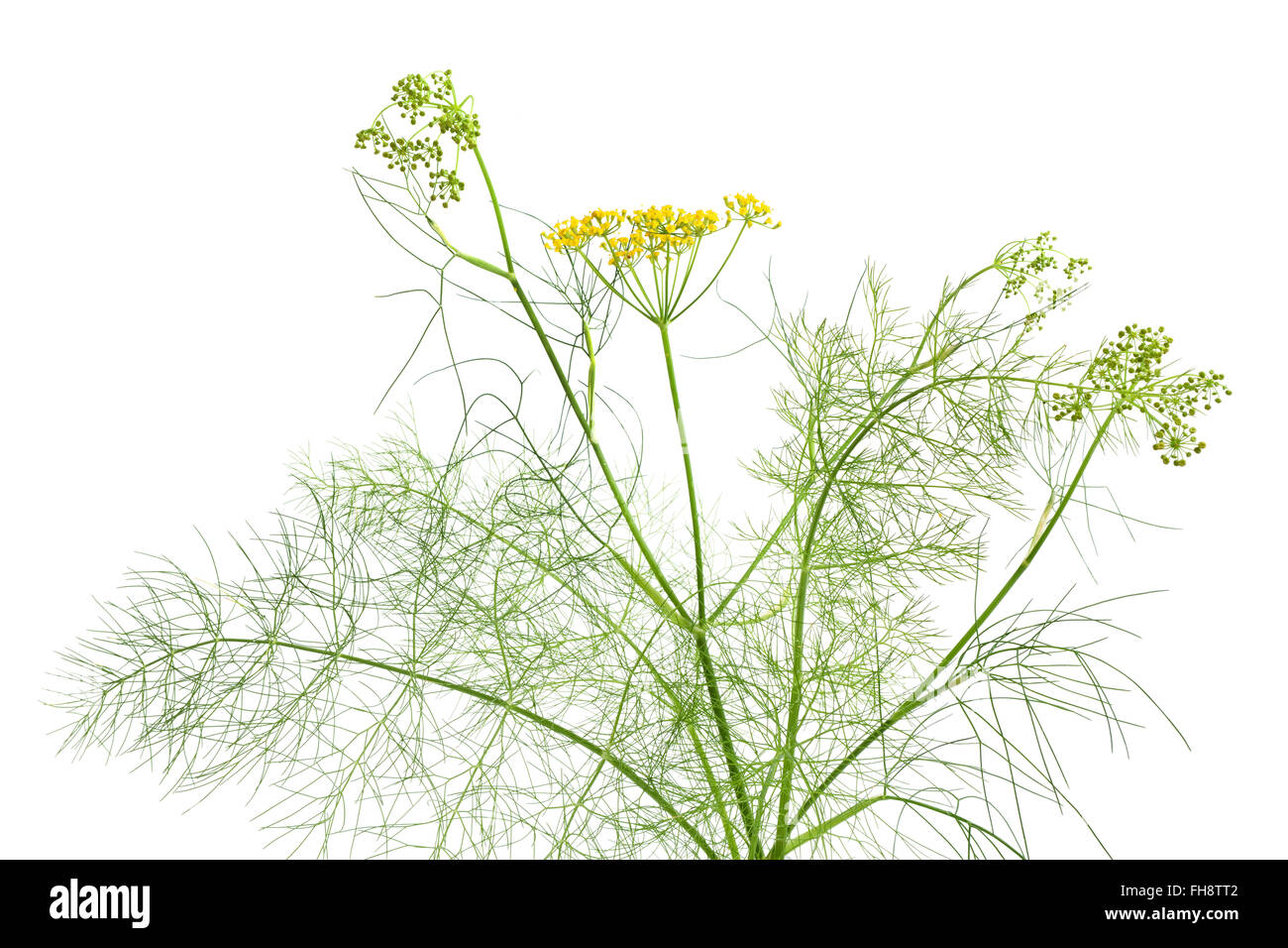 Fresh flowering fennel at white background Stock Photo