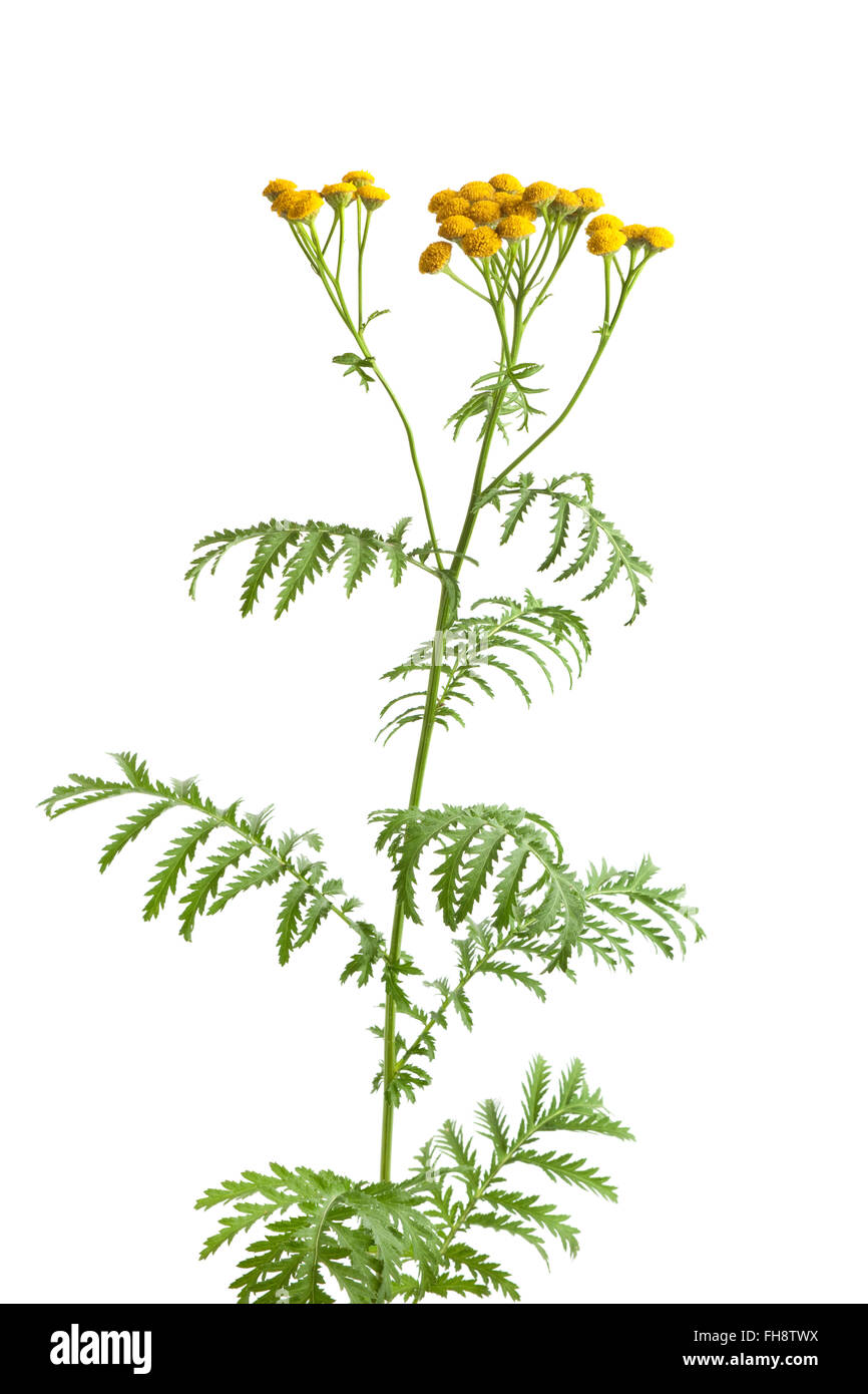 Fresh Common Tansy on white background Stock Photo - Alamy
