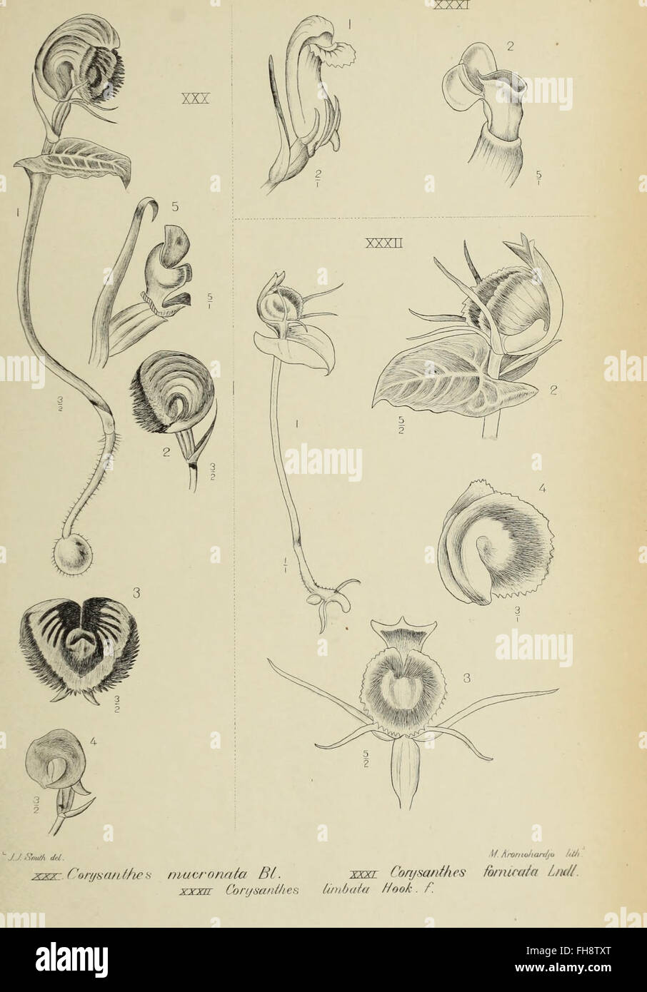 Die orchideen von Java (1905 Stock Photo - Alamy