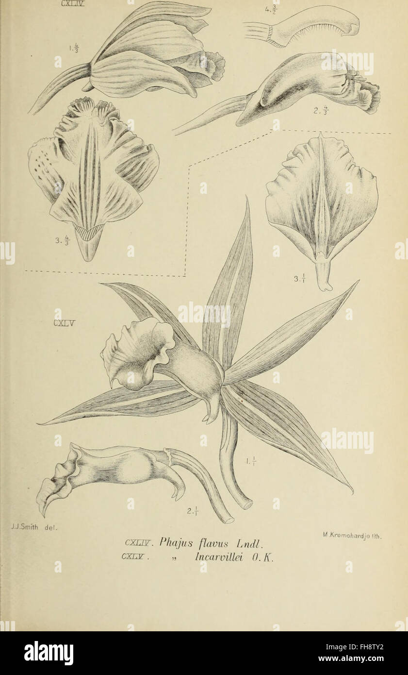 Die orchideen von Java (1905 Stock Photo - Alamy