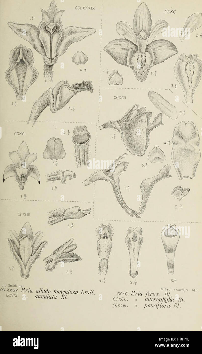 Die orchideen von Java (1905 Stock Photo - Alamy