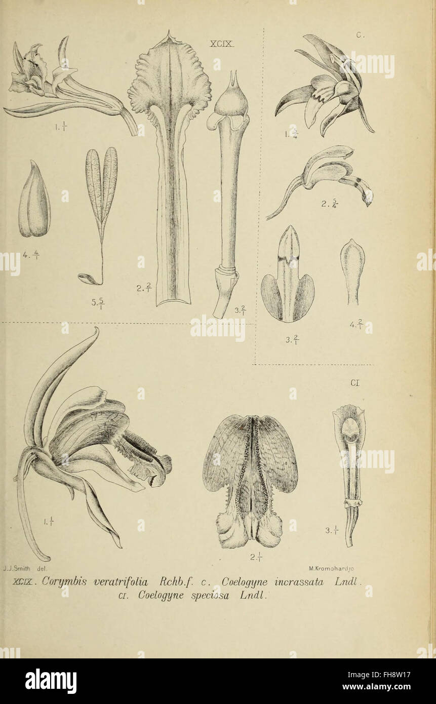 A botanical illustration depicting an orchid species from Java, part of ...